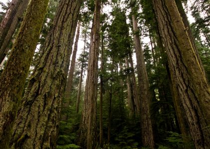 Ghosts of Giants