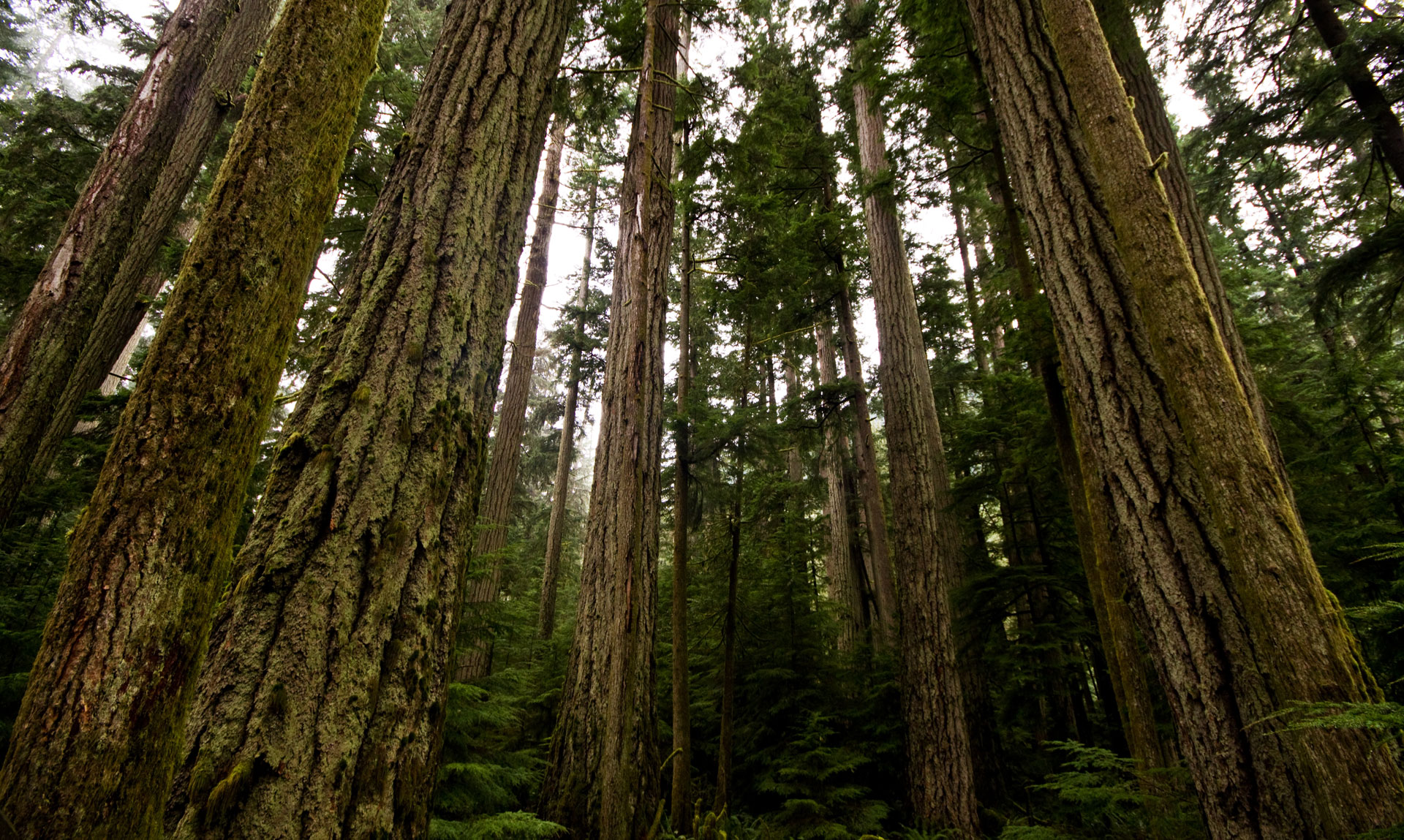 Ghosts of Giants
