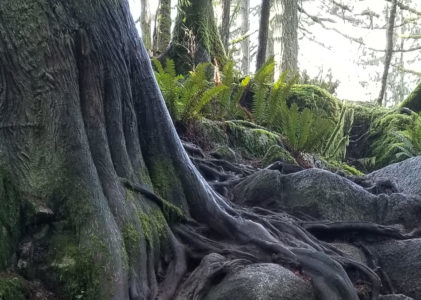 Cedars and Ferns