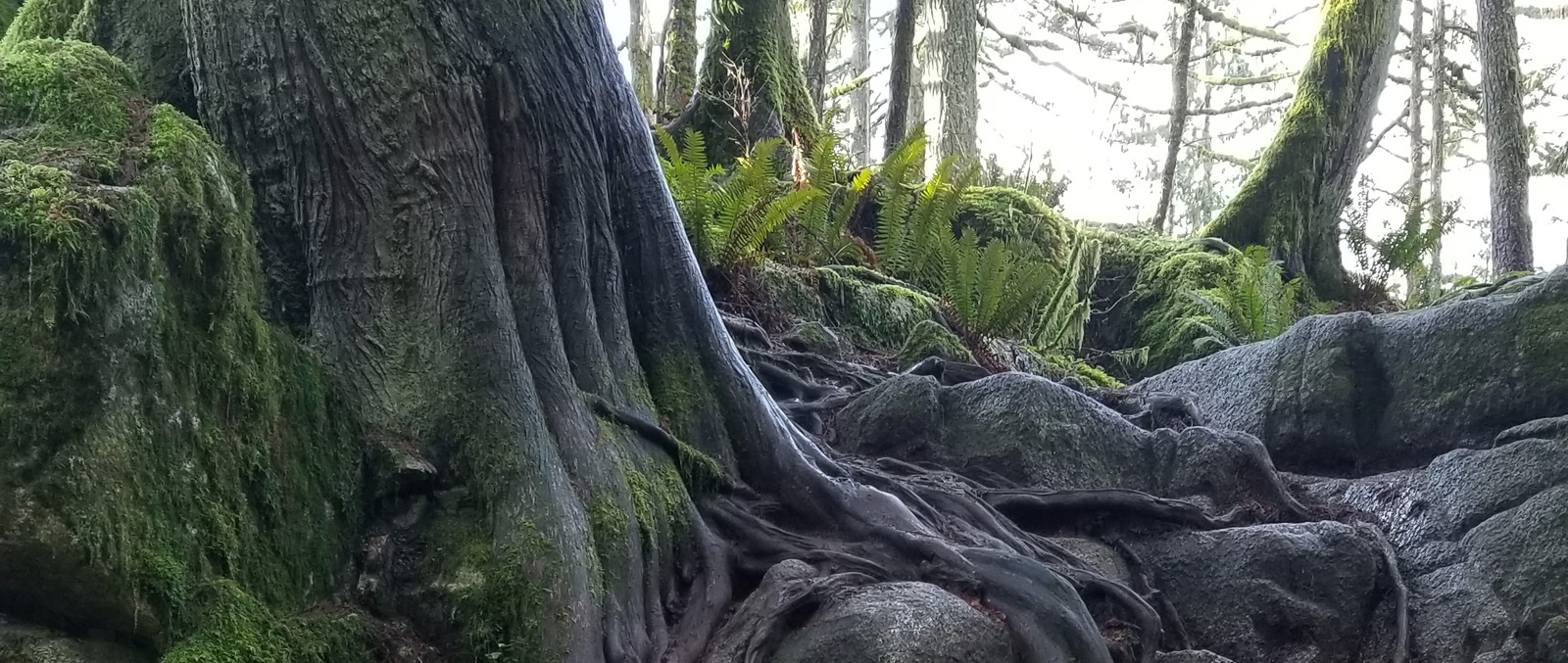 Cedars and Ferns