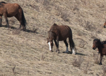 Wild Horses