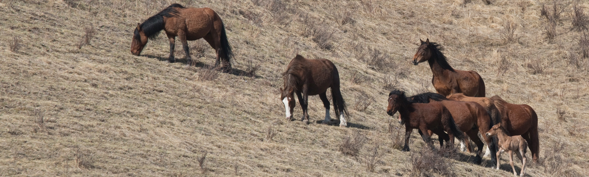 Wild Horses