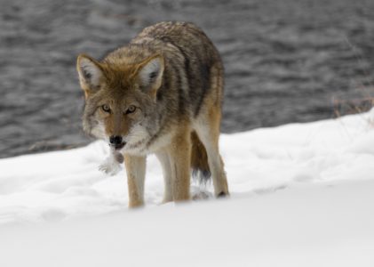 Coyote