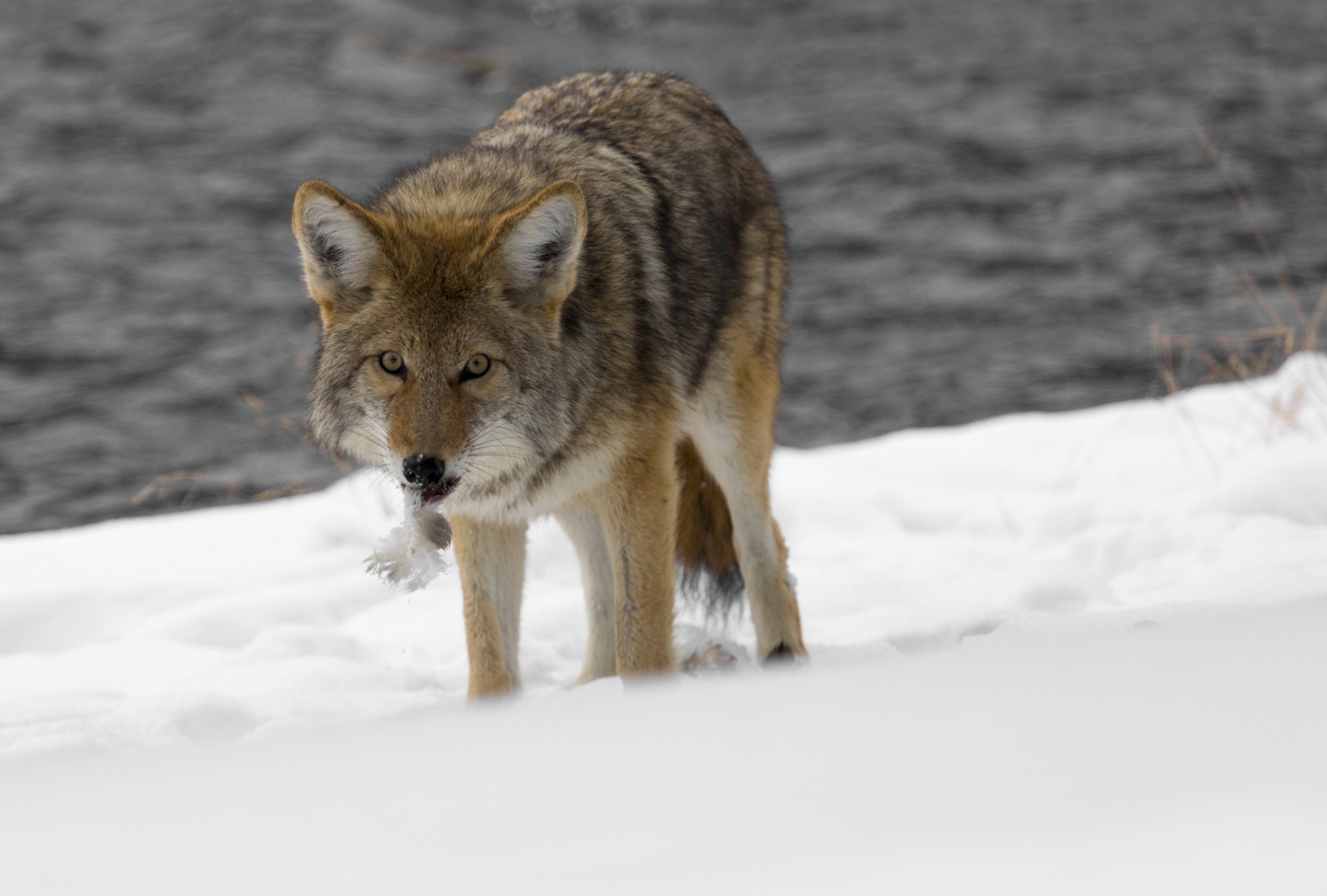Coyote